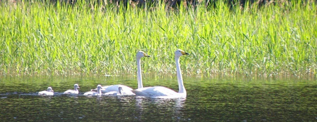 Swan family